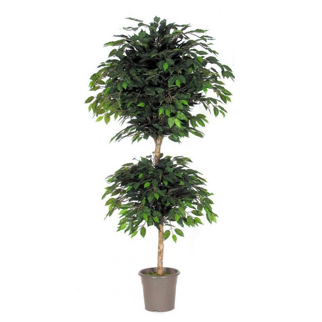 Pianta artificiale Benjamin Ficus naturale 2 sfere