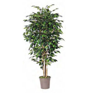 Pianta artif Benjamin Ficus medium naturale