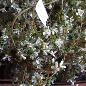 Edera con fiori artificiale